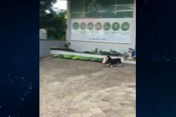 Cachorro é flagrado roubando ração de pet shop; assista 