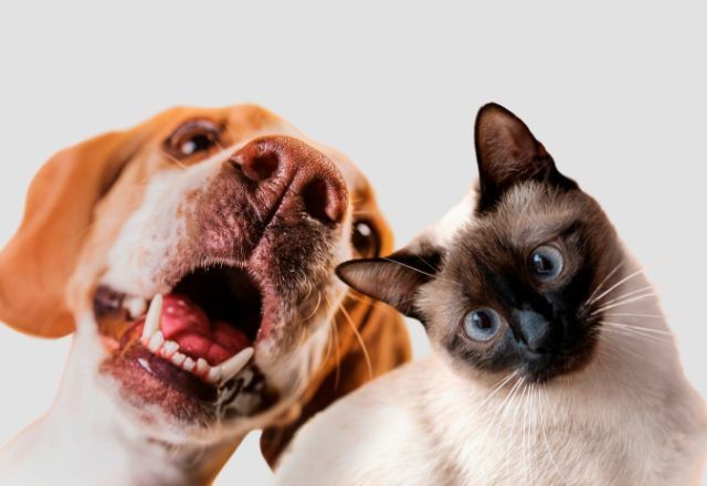 Imagem da noticia Transtorno de ansiedade em animais explodiu após pandemia; saiba o que fazer