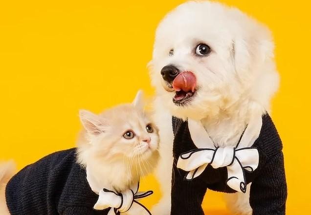 Imagem da noticia Novembro azul: como o câncer de próstata afeta os pets