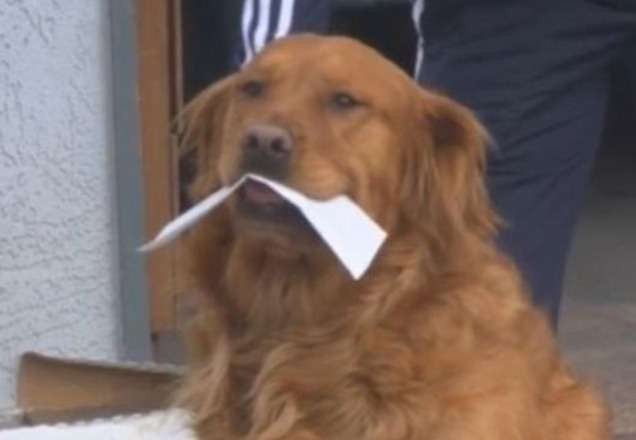 Cachorro entrega mantimentos para vizinha idosa em isolamento por causa do Covid-19