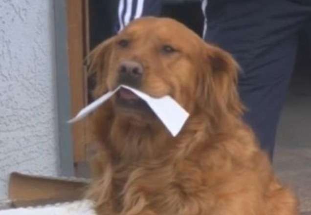 Imagem da noticia Cachorro entrega mantimentos para vizinha idosa em isolamento por causa do Covid-19