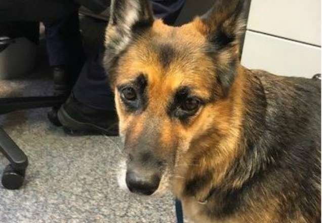 Imagem da noticia Cachorro nada por 11 horas e salva dono de naufrágio
