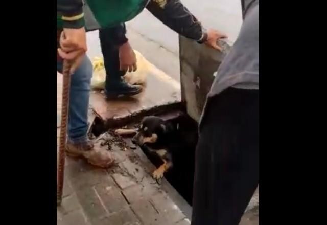 Vídeo: Guardas municipais de São Paulo resgatam cachorro de bueiro