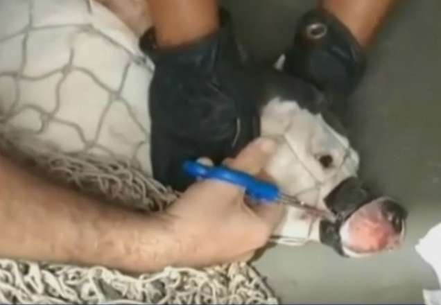 Cadela é resgatada no DF com focinho e boca presos por fita isolante