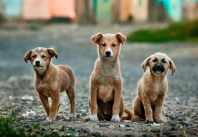 Imagem da noticia SP: mulheres denunciam morte de 14 cães; suspeita é de envenenamento