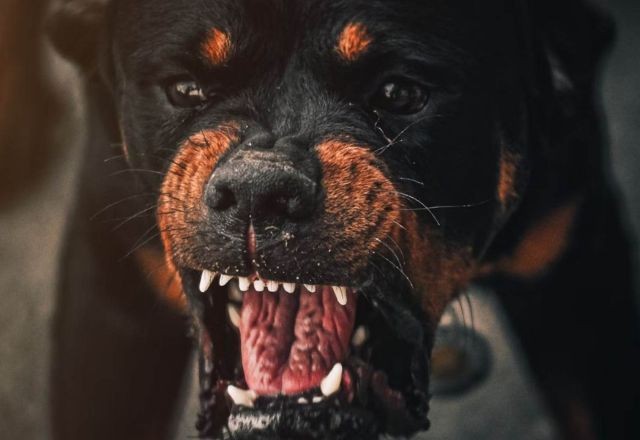 Imagem da noticia Criança fica em estado grave após ser atacada por dois cães da raça rottweiler em MG
