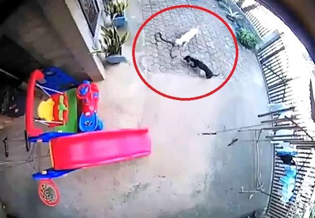 Imagem da noticia Cães salvam criança de ataque de cobra, mas um morre e outro fica cego