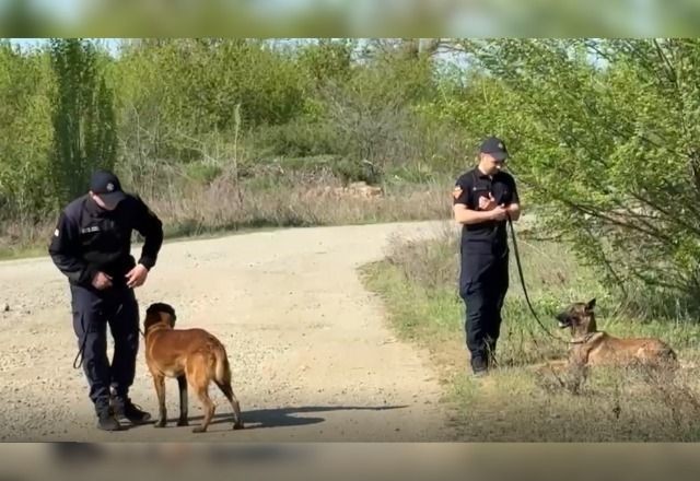 Imagem da noticia Cães são treinados para farejar minas terrestres na Ucrânia