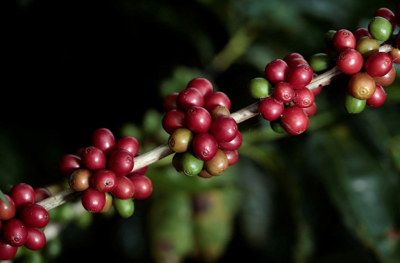 Imagem da noticia Exportações de café do Brasil batem recorde em 2025 com US$ 15,6 bilhões