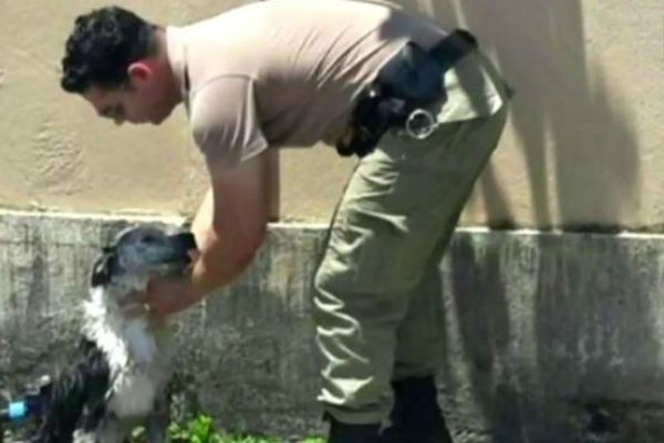 Campanha na internet incentiva pessoas a deixar água na calçada para cães de rua