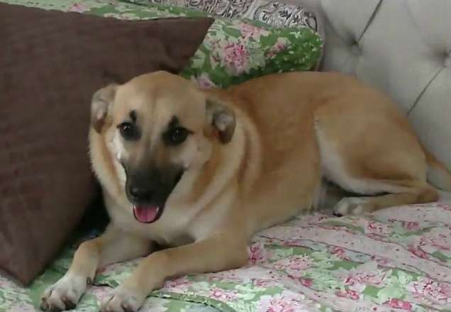 Imagem da noticia Cão Chico conquista a internet após destruir quarto da dona