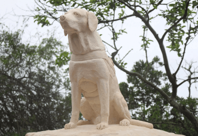 Imagem da noticia  Itajaí homenageia Ice, o primeiro cão guarda-vidas do Brasil