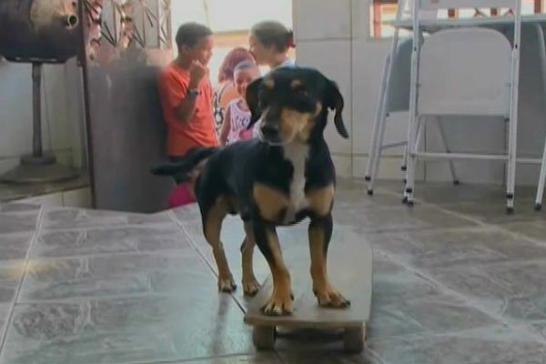 Cão habilidoso faz sucesso no Rio de Janeiro