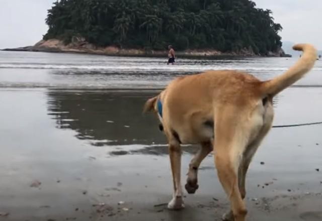 Santos é primeira cidade de SP a liberar faixa de areia para animais