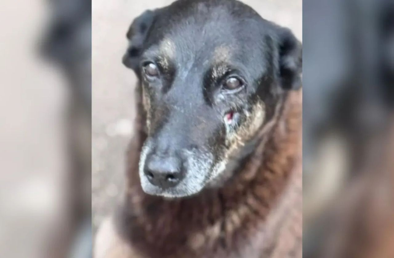 Imagem da noticia Cão Orelha: MPSC pode pedir exumação do animal por falta de imagens da agressão