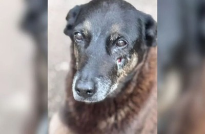 Cão Orelha: Justiça de Santa Catarina arquiva caso 