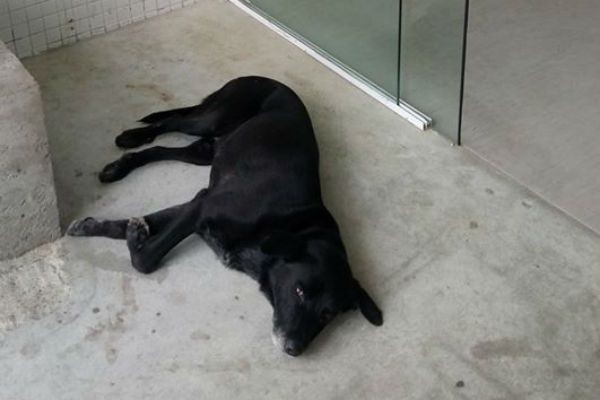 Cão permanece na porta de UPA esperando dono que morreu