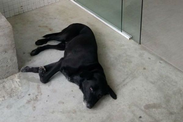 Imagem da noticia Cão permanece na porta de UPA esperando dono que morreu