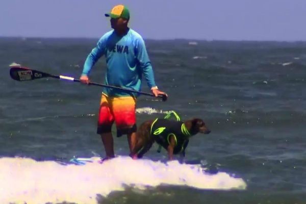 Cão surfista faz sucesso no litoral de São Paulo