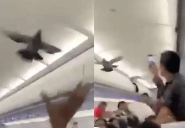 Imagem da noticia Casal de pombos invade avião, causa tumulto e atrasa voo em meia hora