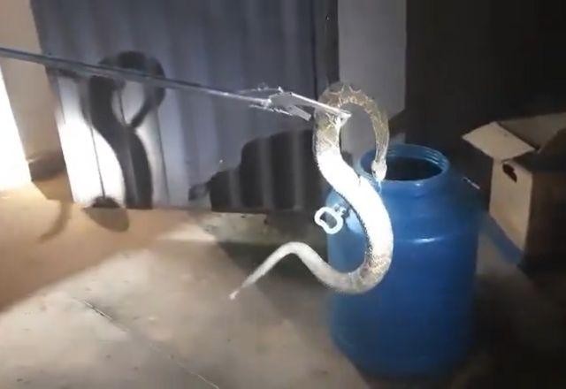 Imagem da noticia Bombeiros resgatam cascavel escondida em biblioteca da universidade de MG