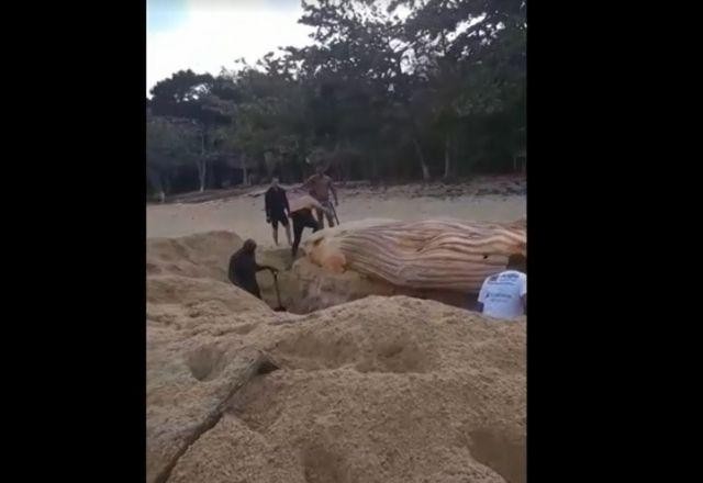 Baleia jubarte morta há 11 dias é enterrada em praia na Ilha Grande