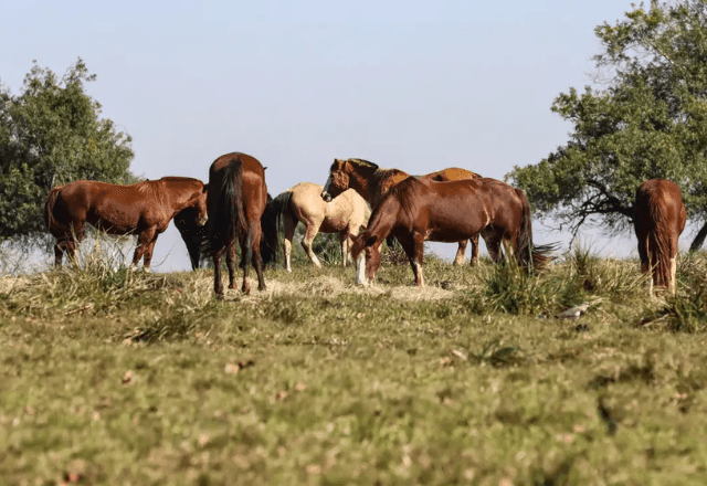 Imagem da noticia Fiocruz confirma três casos de 'encefalite equina venezuelana' em humanos no Amazonas