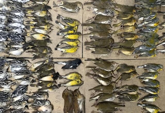 Pássaros migratórios morrem após colidir em prédios de NY