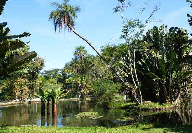 Cerca de 40% das plantas no mundo estão ameaçadas de extinção