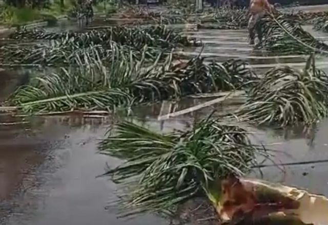 Imagem da noticia Americana (SP) tem queda de 20 árvores e granizo durante temporal