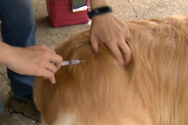 Cidade paulista promove vacinação contra raiva em animais domésticos