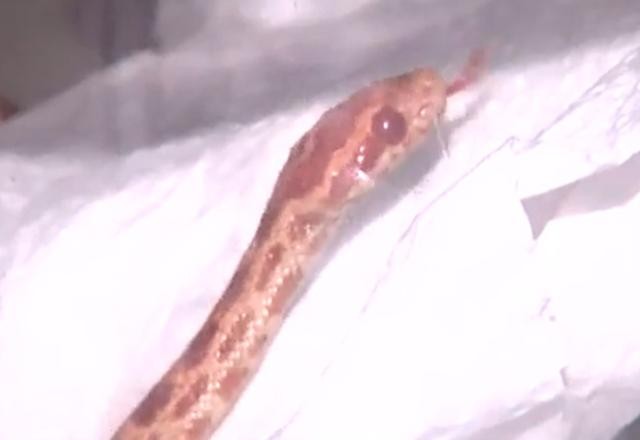Imagem da noticia SP: casal é preso com crack e cobras proibidas