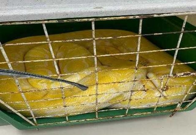 Homem é preso por criar cobra exótica no Rio; réptil é avaliado em R$ 15 mil