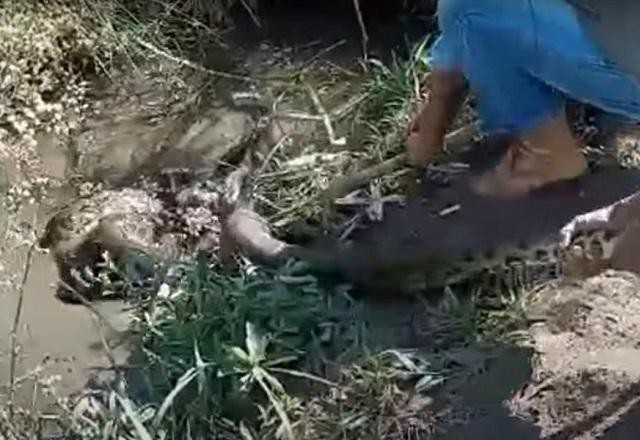 Vídeo: cachorro é atacado e enrolado por cobra sucuri