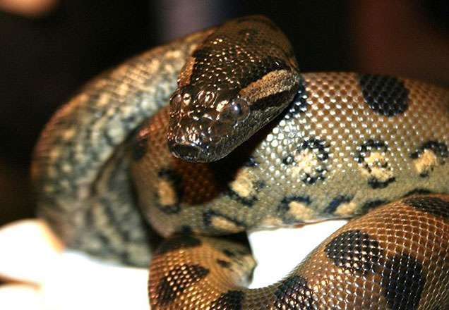 Cobras exóticas são encontradas com amigos de jovem picado por naja