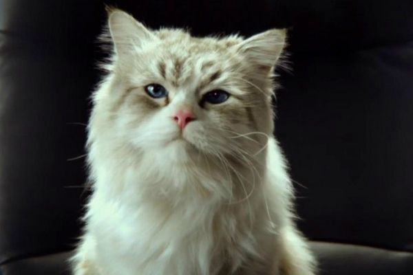 Imagem da noticia Comédia conta a experiência de viver na pele de um gato