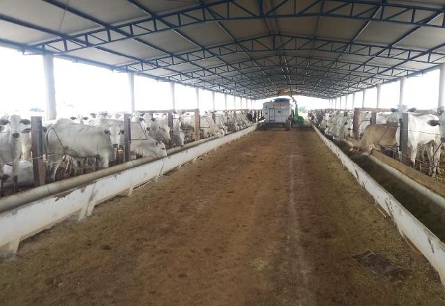 Imagem da noticia Custos devem diminuir em 7,7% o confinamento bovino em 2022