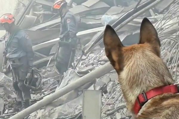 Conheça o trabalho dos cães que ajudam os Bombeiros nas buscas