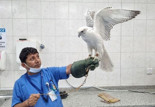 Imagem da noticia Falcões: a fascinante jornada no maior hospital do mundo para estas majestosas aves