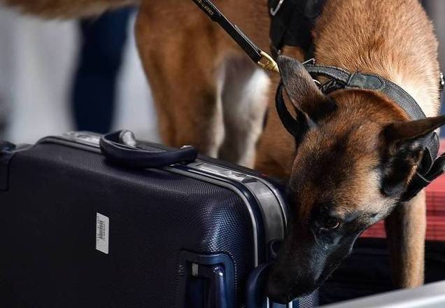 Covid-19: Rússia vai treinar cachorros para detectar vírus em aeroportos