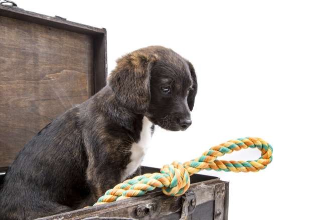 Imagem da noticia Criação de cachorro para consumo está proibida na China