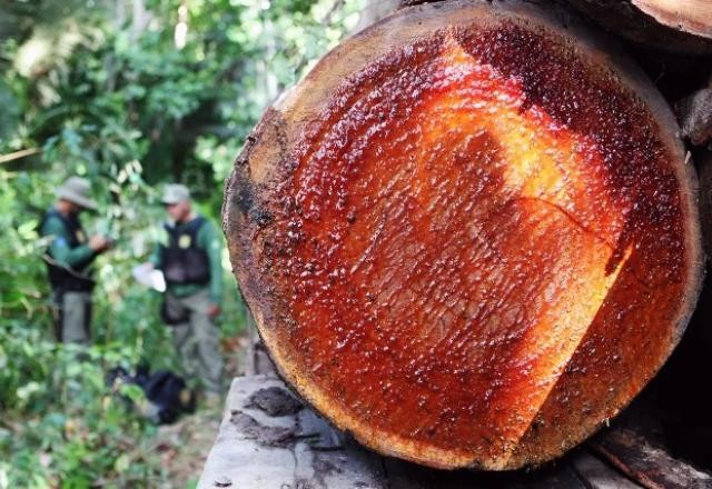 Imagem da noticia Governo Lula inicia operações contra desmate ilegal na Amazônia
