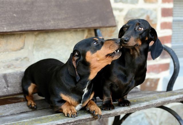 Cão 'salsicha' deve ser proibido? Veja o que considerar na hora de comprar ou adotar seu cachorro