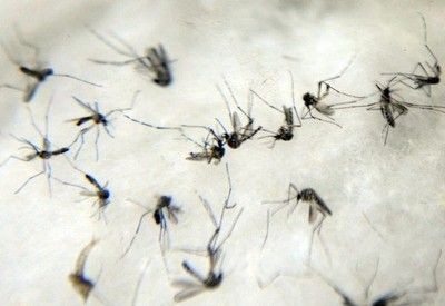 Imagem da noticia Brasil chega a 40 mortes por dengue, diz Ministério da Saúde