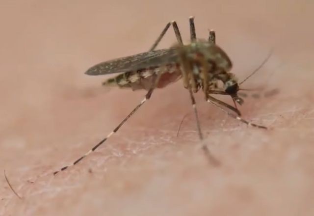 Brasil tem 80% dos casos de dengue em todo o mundo, de acordo com a OMS