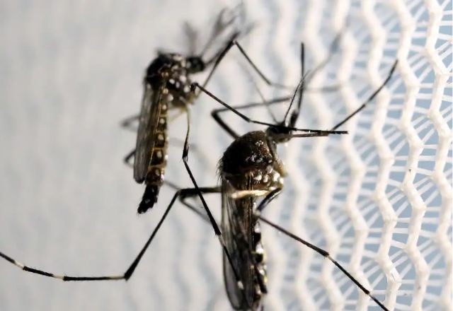 Imagem da noticia Saiba quais são os medicamentos contraindicados quando há suspeita de dengue