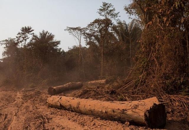 Imagem da noticia Operação da PF sobre meio ambiente mirou 5 madeireiras e 9 servidores