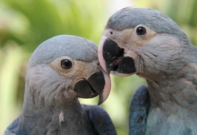 Imagem da noticia Depois de 20 anos, ararinha-azul volta para natureza