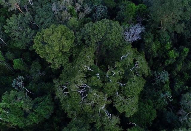 Imagem da noticia Crédito de carbono: regulação de mercado é aprovada no Senado