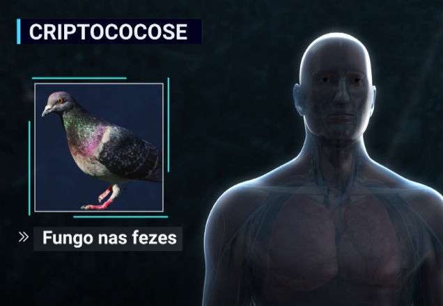 Imagem da noticia "Doença do Pombo" mata duas pessoas no Litoral Paulista